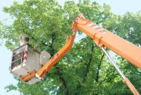 Charles Tree Services image 3